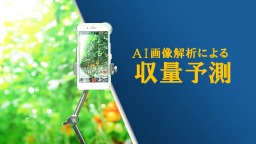 JOIN!スマ農 LIFE AI画像解析による収量予測