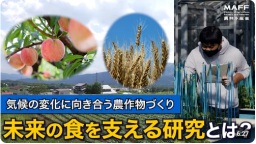 気候の変化に向き合う農作物づくり ~未来の食を支える研究~