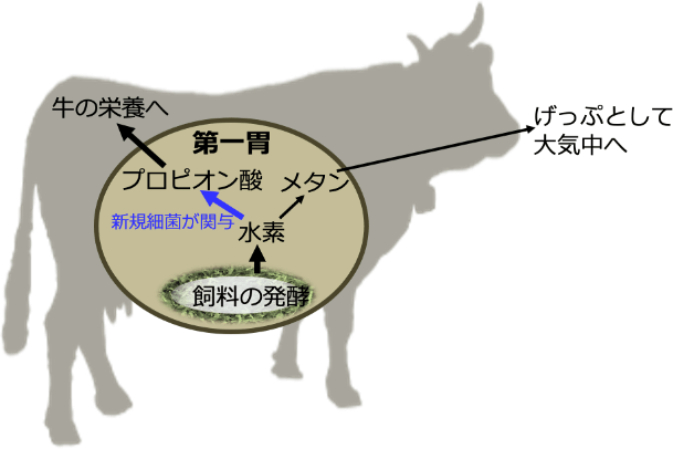 牛の体内で、飼料の発酵によって生じる水素がげっぷの原因となる一方で、牛の栄養にもなる仕組みを図式化したもの