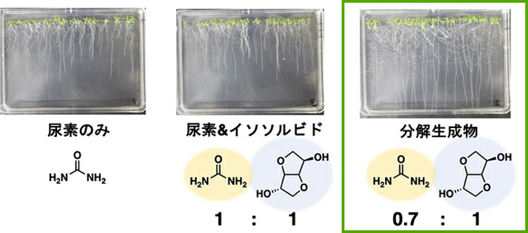 シロイヌナズナを用いた育成実験において、プラスチック分解生成物に含まれる植物由来原料と尿素の混合物が、市販の尿素と同等以上に植物成長を促進することが分かる写真