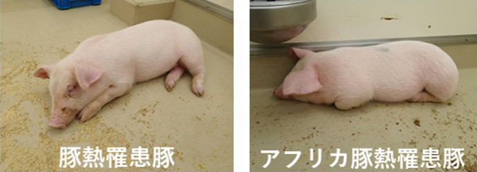 豚熱罹患豚とアフリカ豚熱罹患豚を比較した写真で、両疾病の臨床症状（発熱等）は非常に類似している
