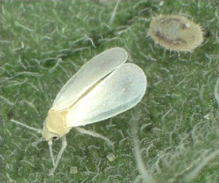 トマト等野菜の害虫である「オンシツコナジラミ」の成虫と幼虫の写真