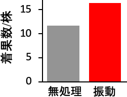 振動による授粉促進効果を無処理と比較した図。振動を与えることで授粉促進の効果が得られる。