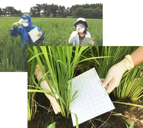 ウンカ発生調査風景の写真