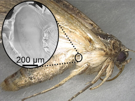 ハスモンヨトウの耳（鼓膜器官）の写真