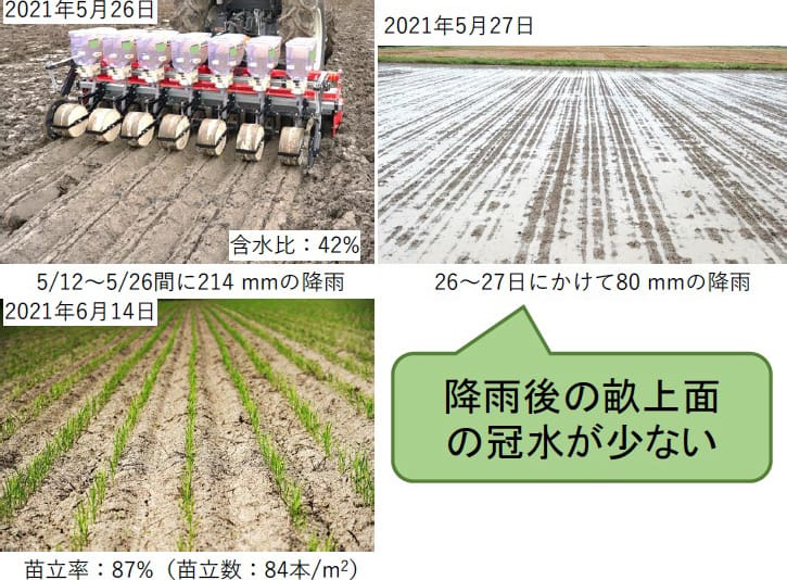 写真：高水分土壌における畝立て乾田直播（左上）、播種2日後の圃場（右上）、苗立ち状況（左下）。播種2日後の圃場の写真では、降雨後の畝上面の冠水が少ないことがわかる。