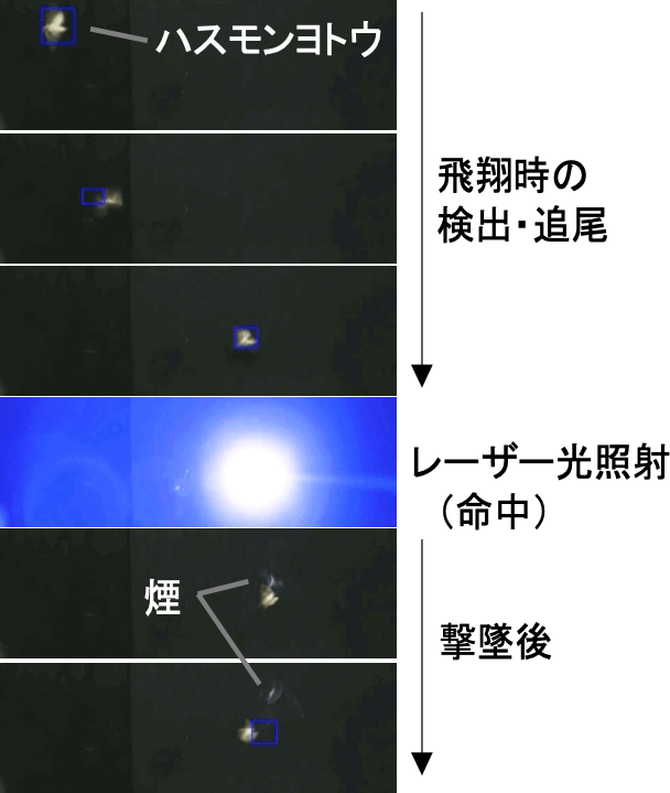 照射対象のハスモンヨトウを明確に判別し、レーザー光を照射するまでの図。