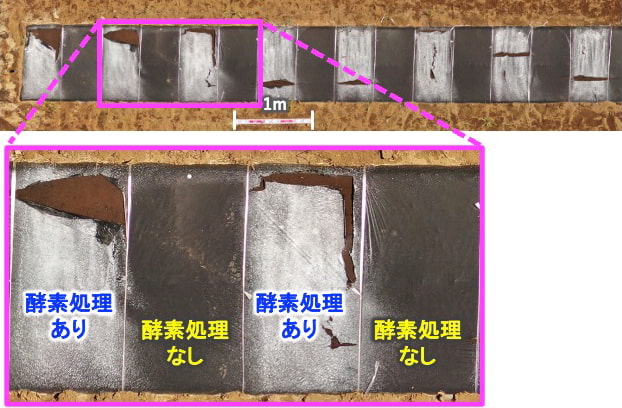 市販の生分解性マルチフィルム（黒）に対する分解酵素処理効果を示す図。酵素処理を行うとフィルム強度が下がり破断。