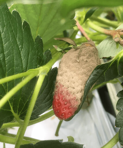 イチゴに発生した灰色かび病の写真