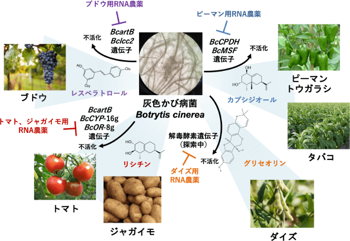 灰色かび病菌が感染する作物に合わせて、抗菌物質の不活化酵素を使い分けることを解明。例としてピーマン、トウガラシ、タバコ、ダイズ、ジャガイモ、トマト、ブドウがあげられる。