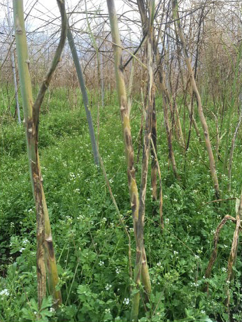 アスパラガスの茎枯病の発生状況の写真
