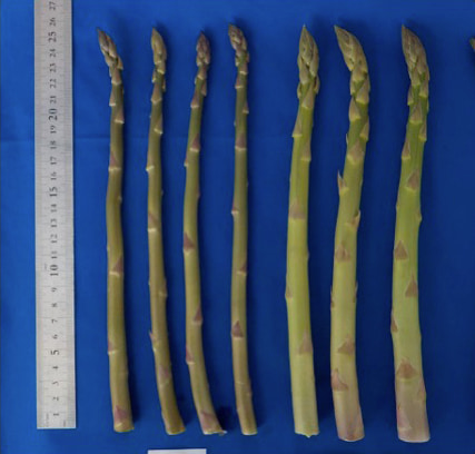 「あすたまJ」と従来品種の茎の太さの違いを示す写真