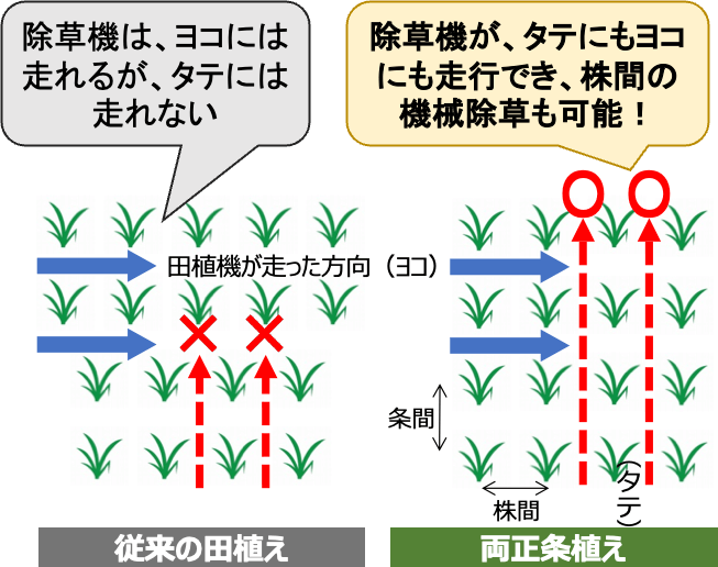 「従来の田植え」と「両正条植え」の違いを示した図。「両正条植え」は除草機が、タテにもヨコにも走行でき、株間の機械除草も可能。