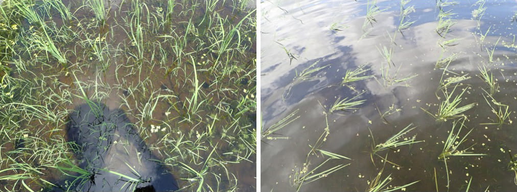 「アイガモロボ」による除草効果（移植3週間後の様子）の写真。左はロボなし、右はロボあり。ロボありでは雑草の生育が抑制されていることがわかる。