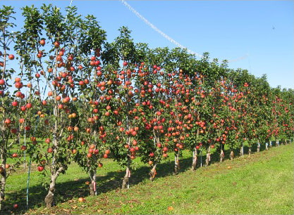 「紅つるぎ」を利用した壁状の樹園地の写真