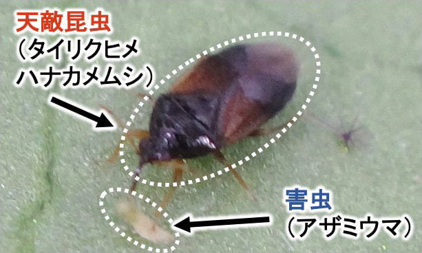 害虫を食べる天敵昆虫「タイリクヒメハナカメムシ」の写真