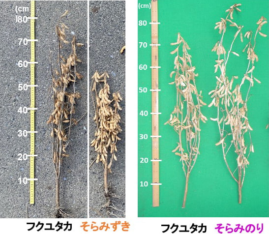 「そらみずき」「そらみのり」の草姿を比較した写真