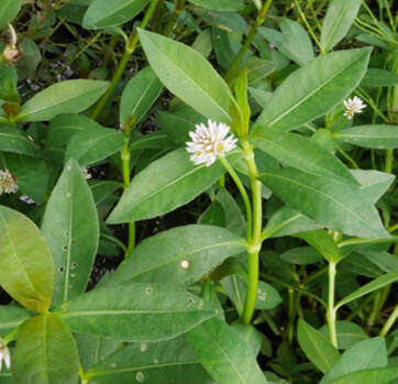 ナガエツルノゲイトウの外観写真