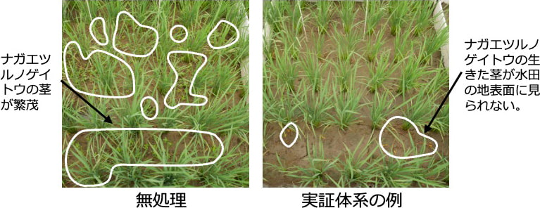 水田における防除効果を、無処理区と防除技術を導入した水田で比較した写真。左が無処理区、右が実証体系の例。無処理区ではナガエツルノゲイトウの茎が繁茂。実証体系の例ではナガエツルノゲイトウの生きた茎が水田の地表面に見られない。
