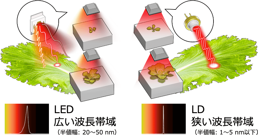 LEDとLDのイメージ図と、それぞれの波長帯域を比較した図。LEDは広い波長帯域（半値幅: 20～50nm）、LDは狭い波長帯域（半値幅: 1～5nm以下）。