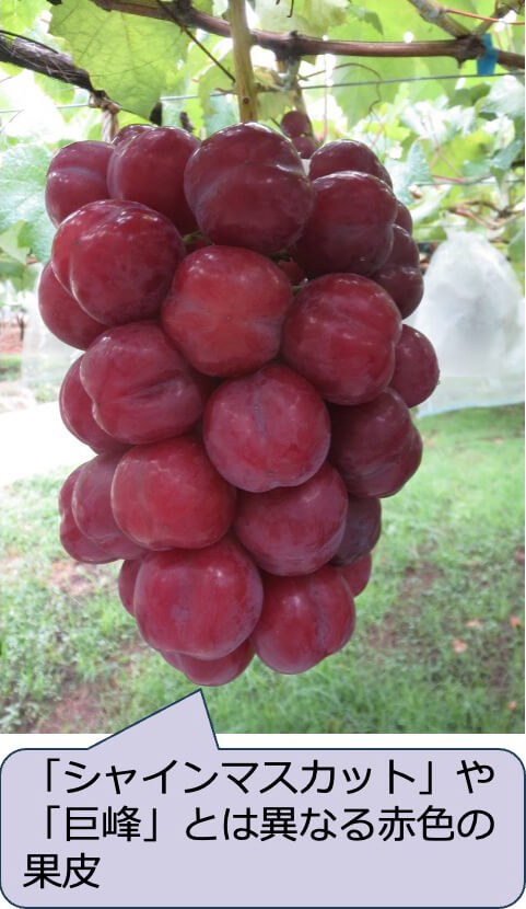 ぶどう新品種「サニーハート」の写真。「シャインマスカット」や「巨峰」とは異なる赤色の果皮。