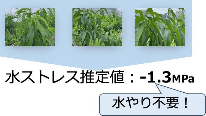 動画から切り出した静止画。これを基にAIが樹の水ストレスの状態を推定。