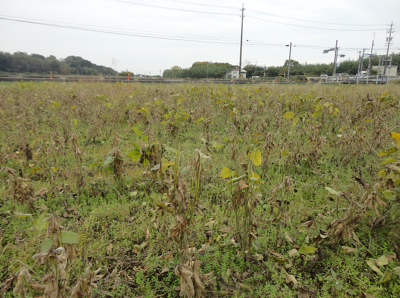 種子のまき遅れや雑草害等により 生育量不足が生じている大豆圃場
