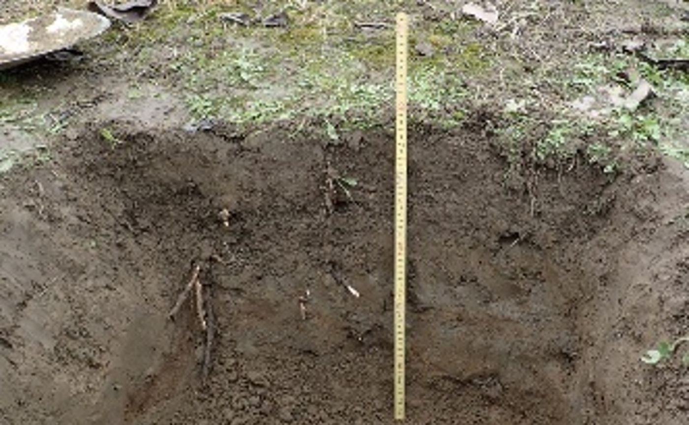 凍害発生園地の土壌断面