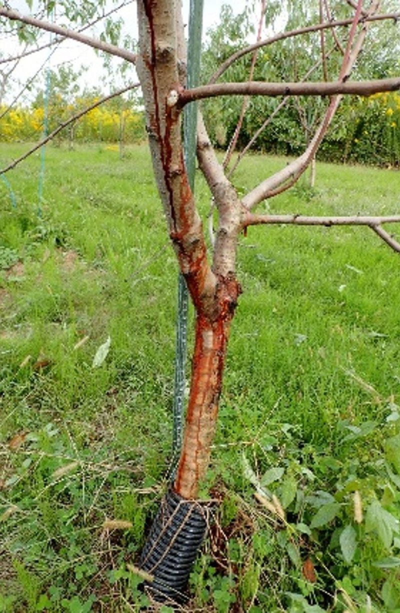 モモ胴枯細菌病の発症