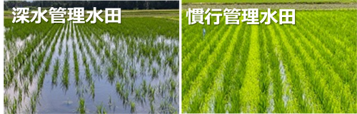 有機水稲栽培水田における水管理の違いによる 雑草繁茂状況