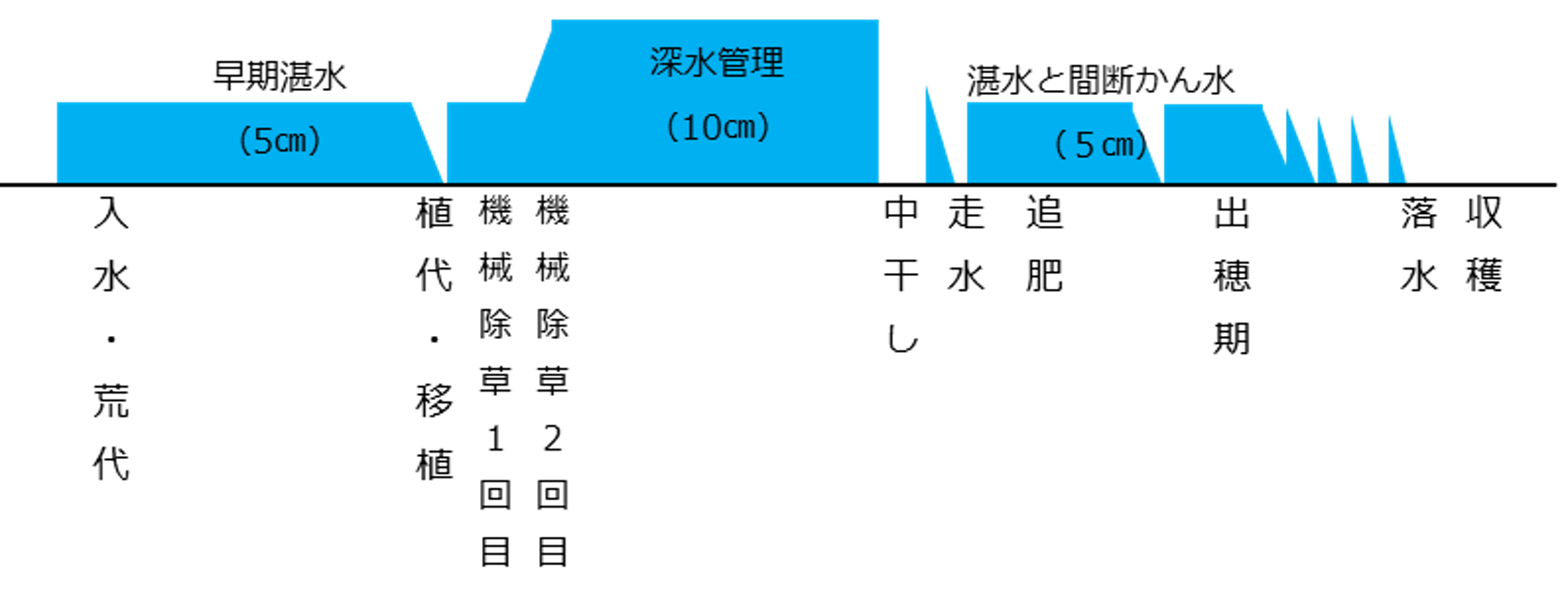 早期湛水と深水管理を組合わせた水管理手法の一例