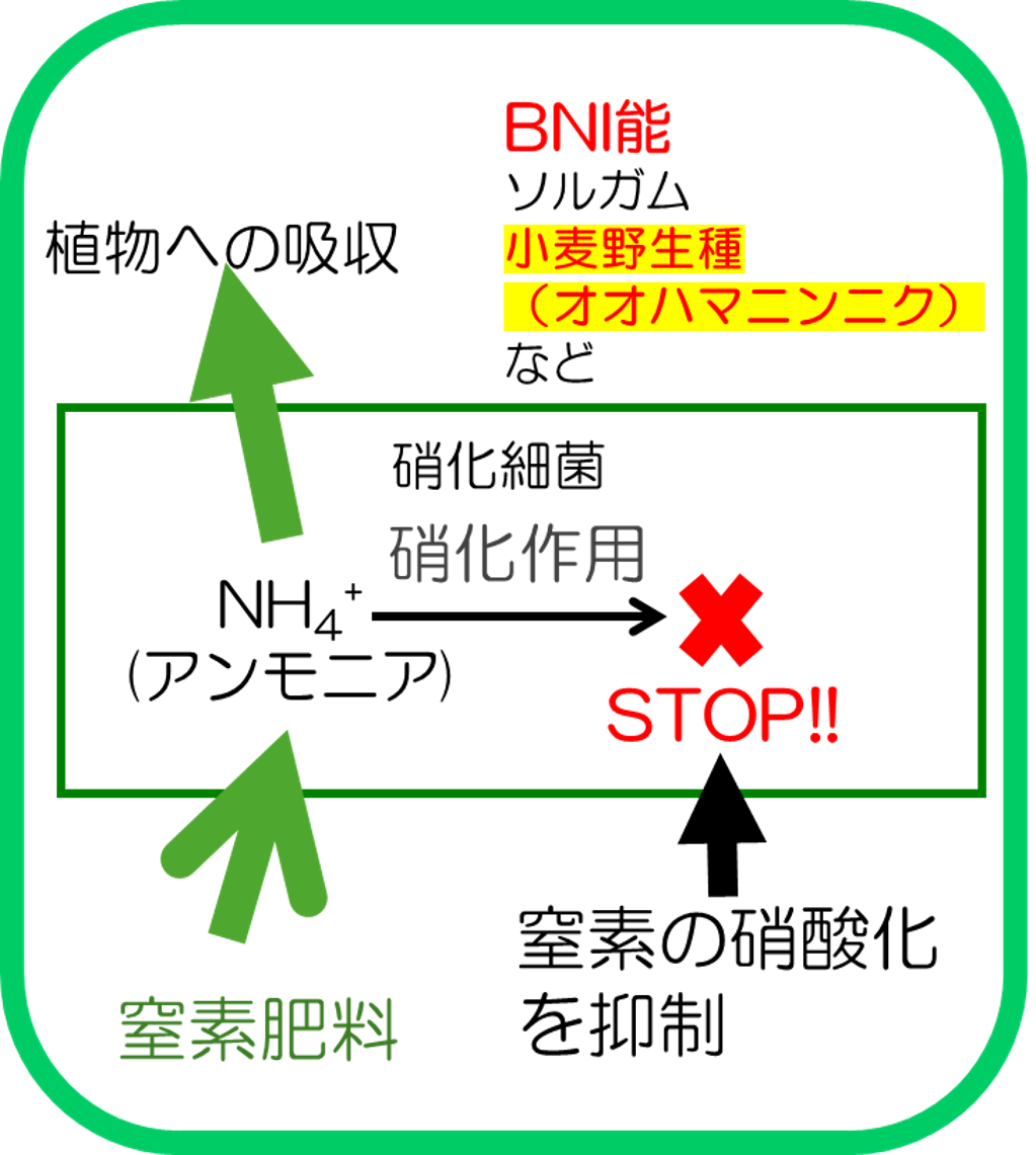 生物的硝化抑制能力(BNI能)とは