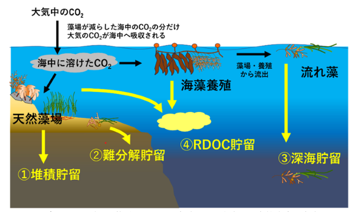 海草・海藻による4つのCO2貯留プロセス
