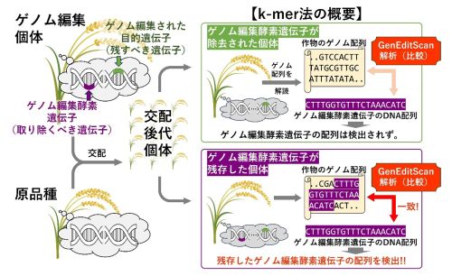 ゲノム編集個体に残存しているゲノム編集酵素遺伝子を交配によって取り除く過程の例とk-mer法及びGenEditScanの概要