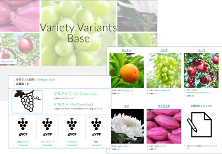 ゲノム全体にわたる品種の多型情報を格納したデータベース「Variety Variants Base)