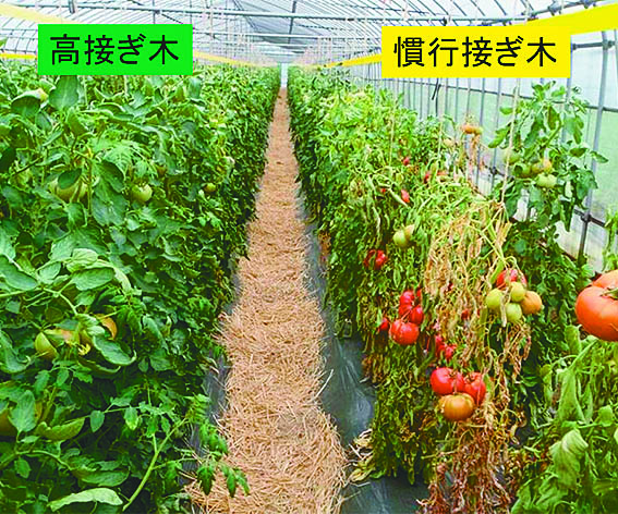 農林水産技術会議 高接ぎ木でトマトがもっと強くなる トマトの青枯病予防技術 農林水産技術会議