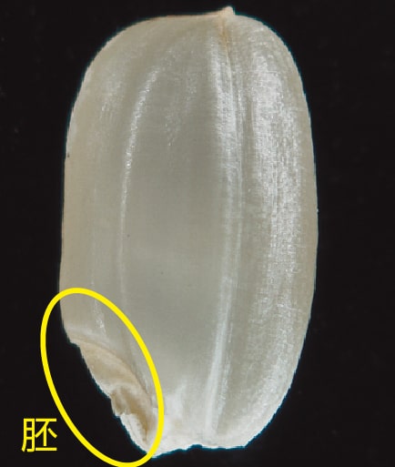 ふつうのコメの粒の拡大写真、胚の箇所が丸印で囲われている