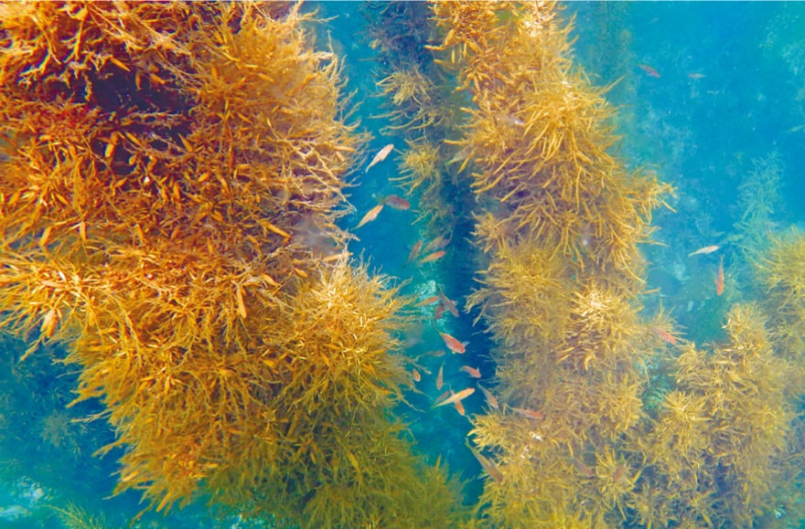 写真：水中の藻場の様子