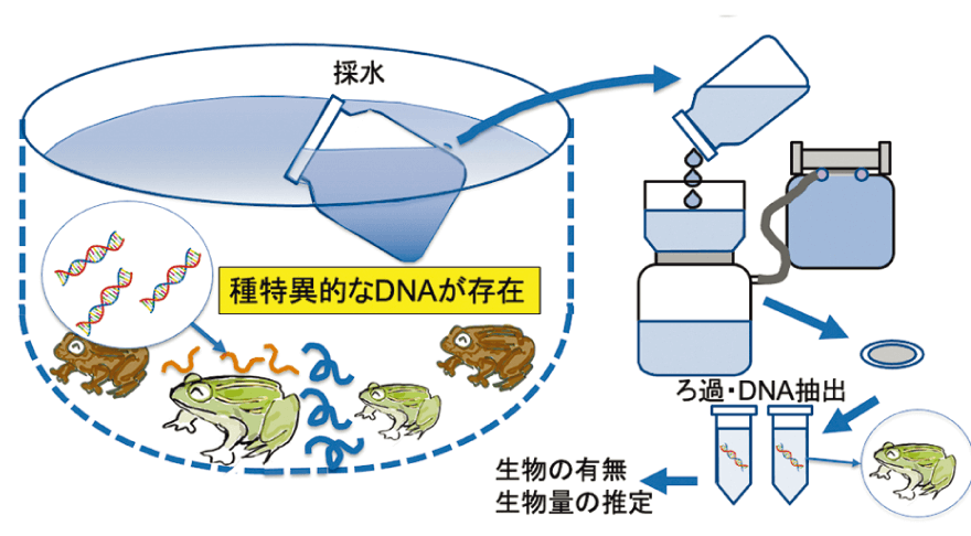 水田の水からどんな生物がどのくらいいるかを推定する流れの概要図