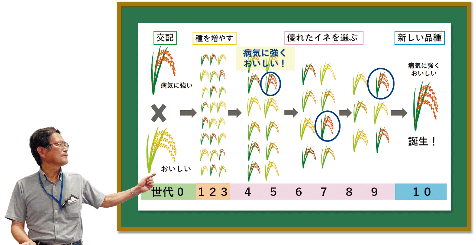 品種改良の過程の概要図