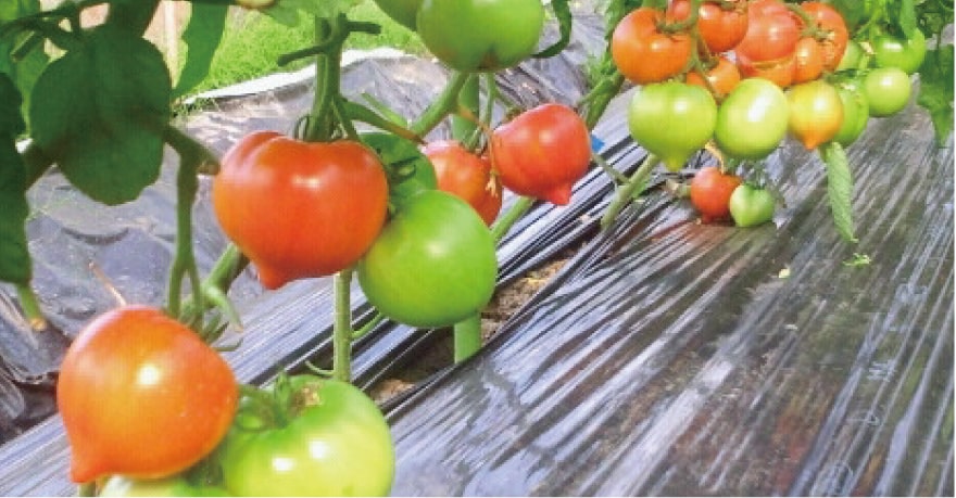 写真：畑に黒いビニールシートをかけてトマトを栽培している様子