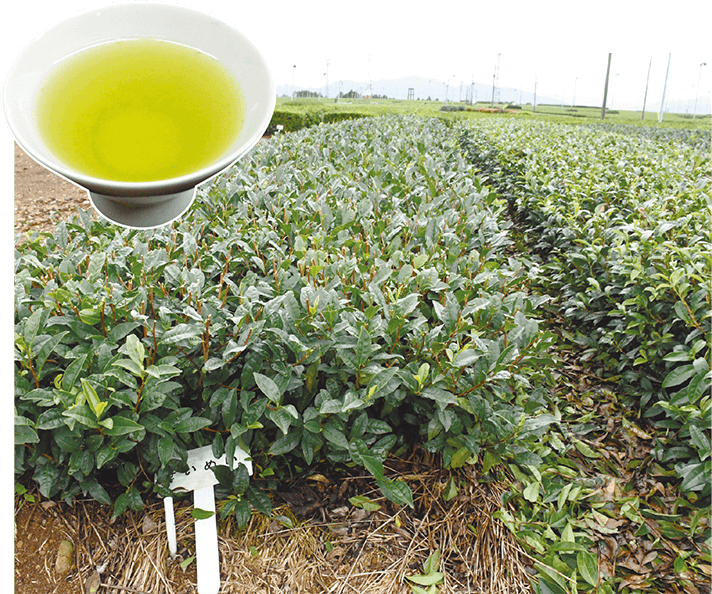写真：農研機構の茶畑の様子とお椀に注がれたお茶 写真は農研機構提供