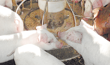 写真：大きな器で食事をしている豚たちの様子