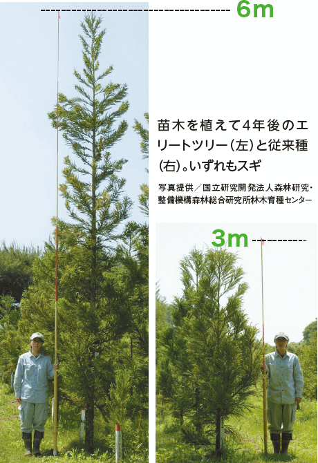 写真：苗木を植えて４年後のエリートツリー（左、高さ6メートル）と従来種（右、高さ3メートル）。いずれもスギ 写真提供／国立研究開発法人森林研究・整備機構森林総合研究所林木育種センター