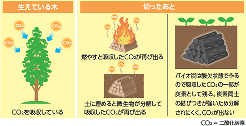 ⽣きている⽊はCO2を吸収し、その後バイオ炭にするとCO2がでない概要図：切ったあと、燃やすと吸収したCO2が再び出る。また、⼟に埋めると微⽣物が分解して吸収したCO2が再び出る。⼀⽅、バイオ炭は酸⽋状態で作るので吸収したCO2の⼀部が炭素として残る。炭素同⼠の結びつきが強いため分解されにくく、CO2が出ない