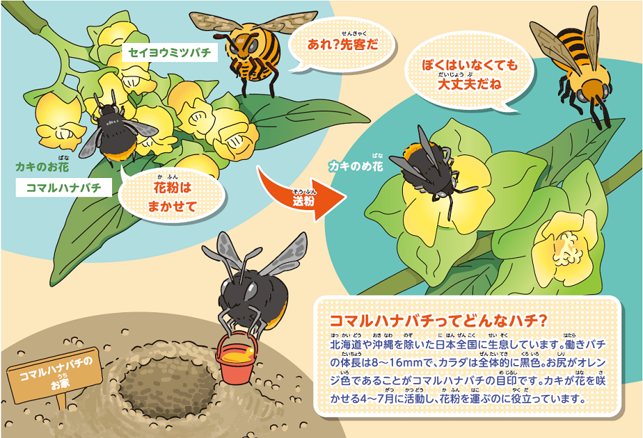 図:コマルハナバチってどんなハチ？