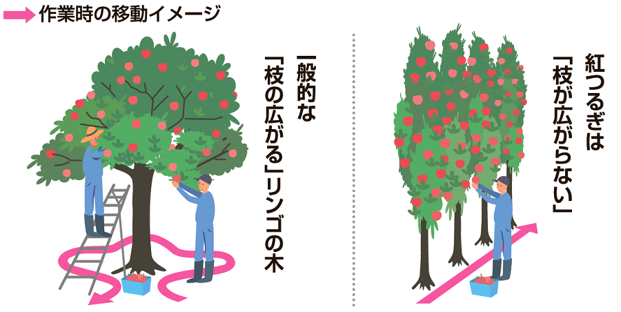 図:紅つるぎは「枝が広がらない」
