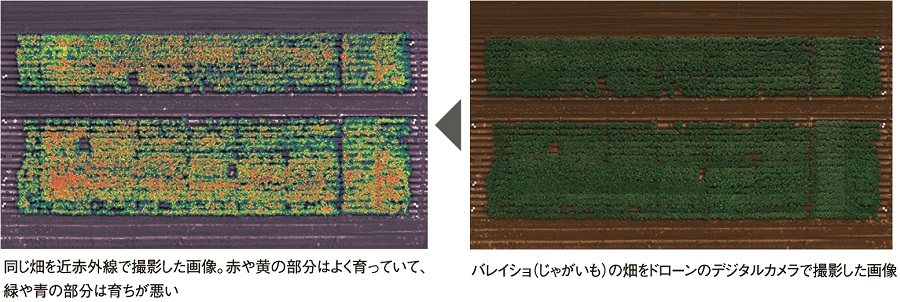 写真:(左)同じ畑を近赤外線で撮影した画像。赤や黄の部分はよく育っていて、緑や青の部分は育ちが悪い、(右)バレイショ（じゃがいも）の畑をドローンのデジタルカメラで撮影した画像