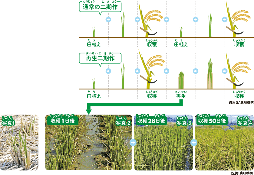 通常の二期作と再生二期作の解説図（引用元：農研機構）と写真（提供：農研機構）。図では、両者の栽培から収穫までの流れを比較している。写真では、通常の二期作の収穫後の稲株（写真1）と、再生二期作の収穫1日後（写真2）、28日後（写真3）、50日後（写真4）の再生の様子が示されている。