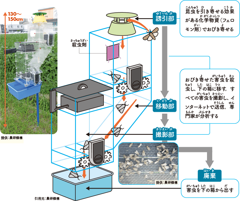 害虫モニタリング装置の写真（提供：農研機構）と解説図（引用元：農研機構）。装置の全高は130から150センチメートル。最上部の誘引部では、昆虫を引き寄せる効果がある化学物質（フェロモン剤）でおびき寄せる。続く移動部では、おびき寄せた害虫を殺虫し、下の箱に移す。撮影部ですべての害虫を撮影し、インターネットで送信。専門家が分析する。その後、害虫を下の箱から出し廃棄となる。